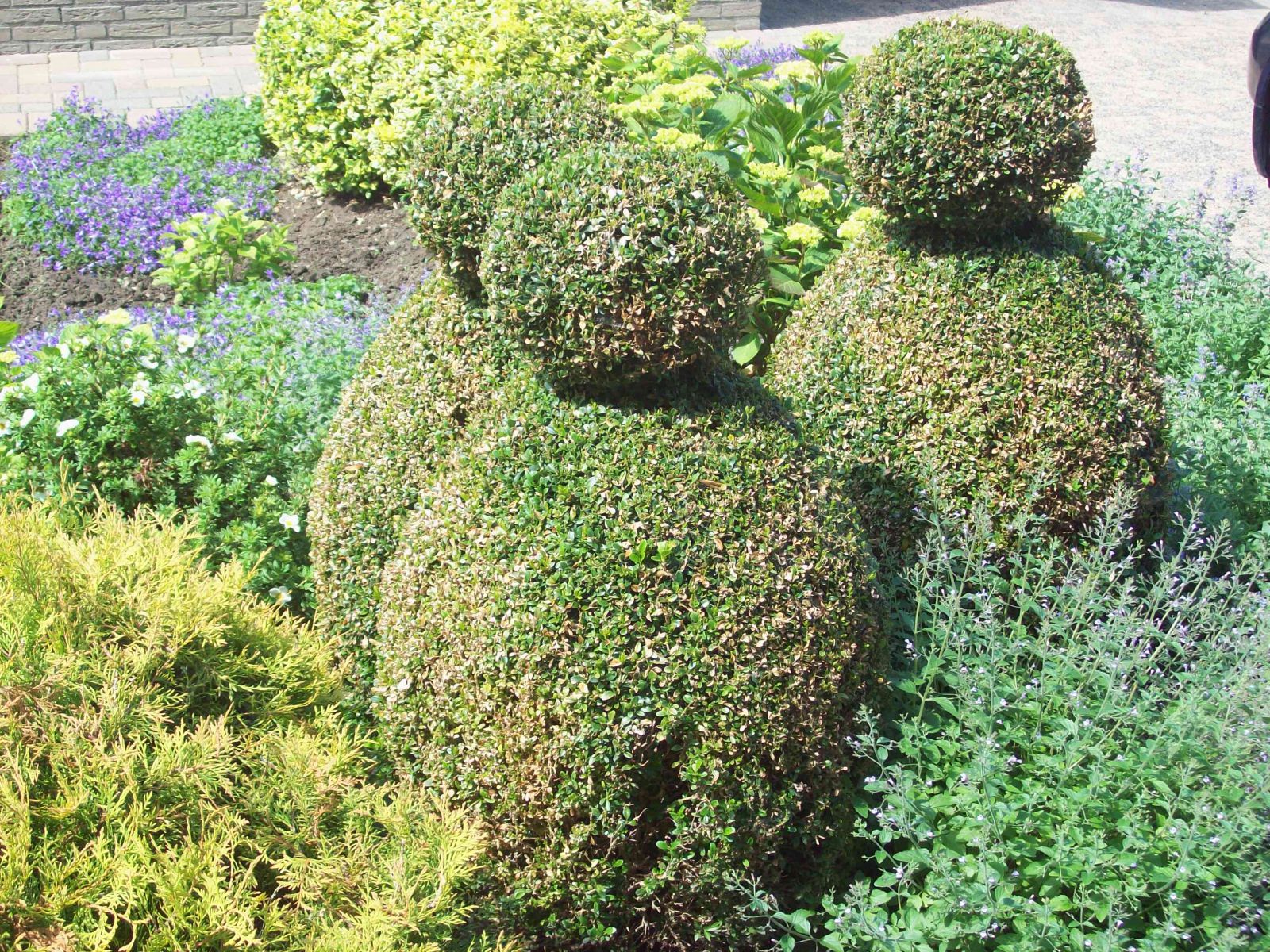 buxus niet dood na buxusmot